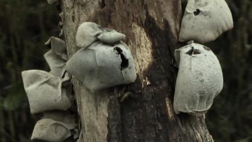 Ear fungus - excerpt from video essay: What the River Doesn't Say About Itself